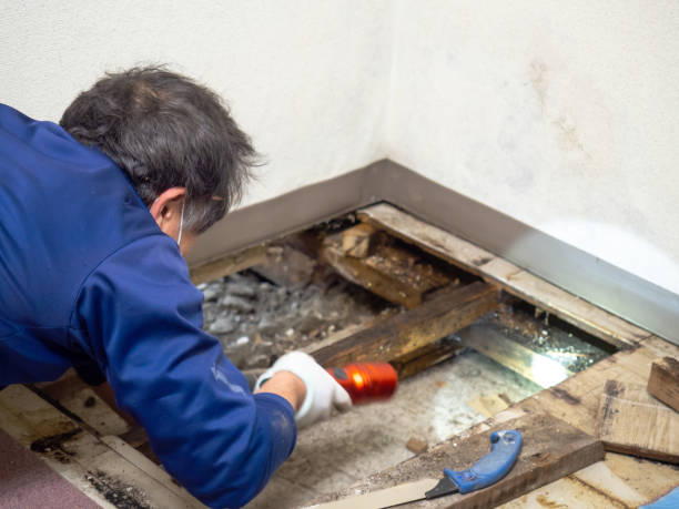 Best Commercial Mold Remediation in Pendergrass, GA