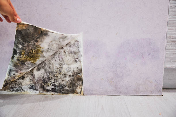 Best Health and Safety Mold Remediation in Pendergrass, GA